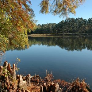 Half of the fresh water produced in Texas comes from forested lands. So on this National Arbor Day, when the nation and much of the world are celebrating trees and the many benefits they provide, Texas A&M Forest Service is focusing on the connection between forests and drinking water.